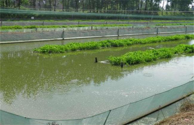 水產消泡劑為什么是養殖戶的心頭好